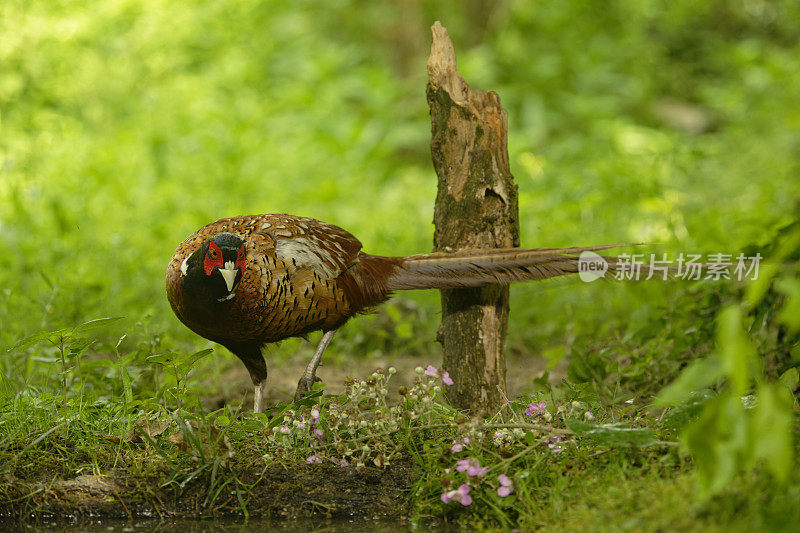 雄野鸡(Phasianus colchicus)